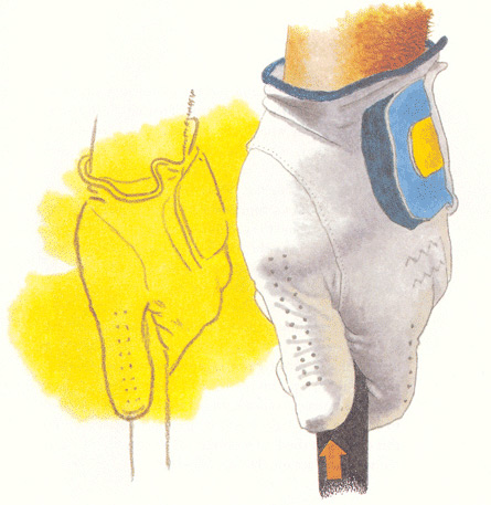 The Short Thumb The Short Thumb